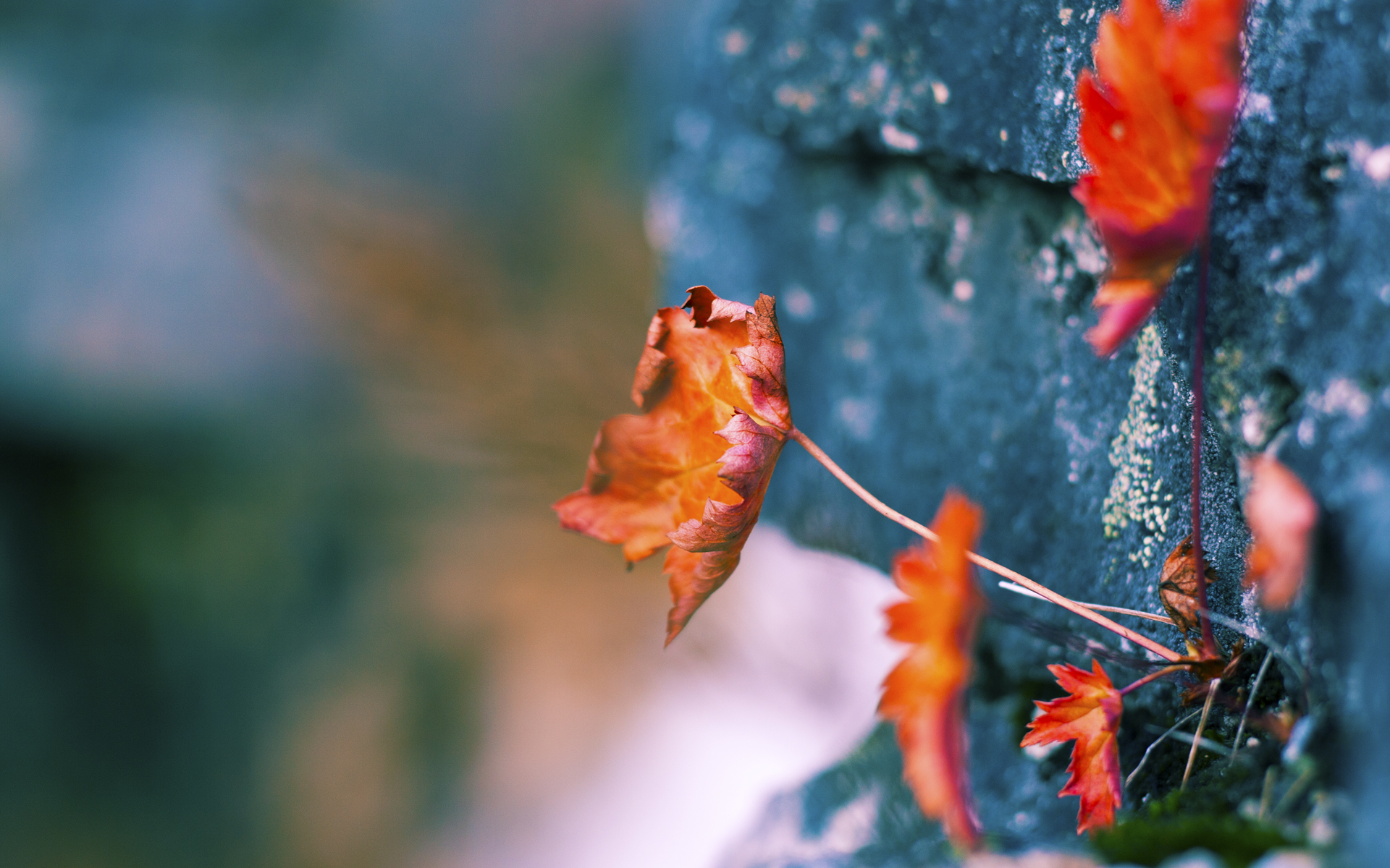 绿茵无疆界，从尼日利亚雄鹰到巴黎王者的足球启示