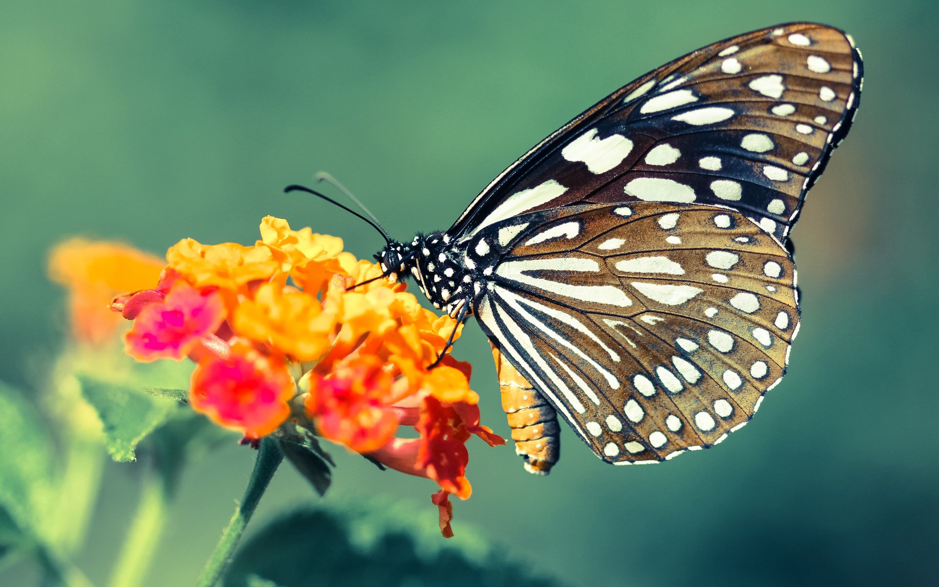 欧冠半决赛焦点战，中国绝杀厄瓜多尔，谱写足球史诗