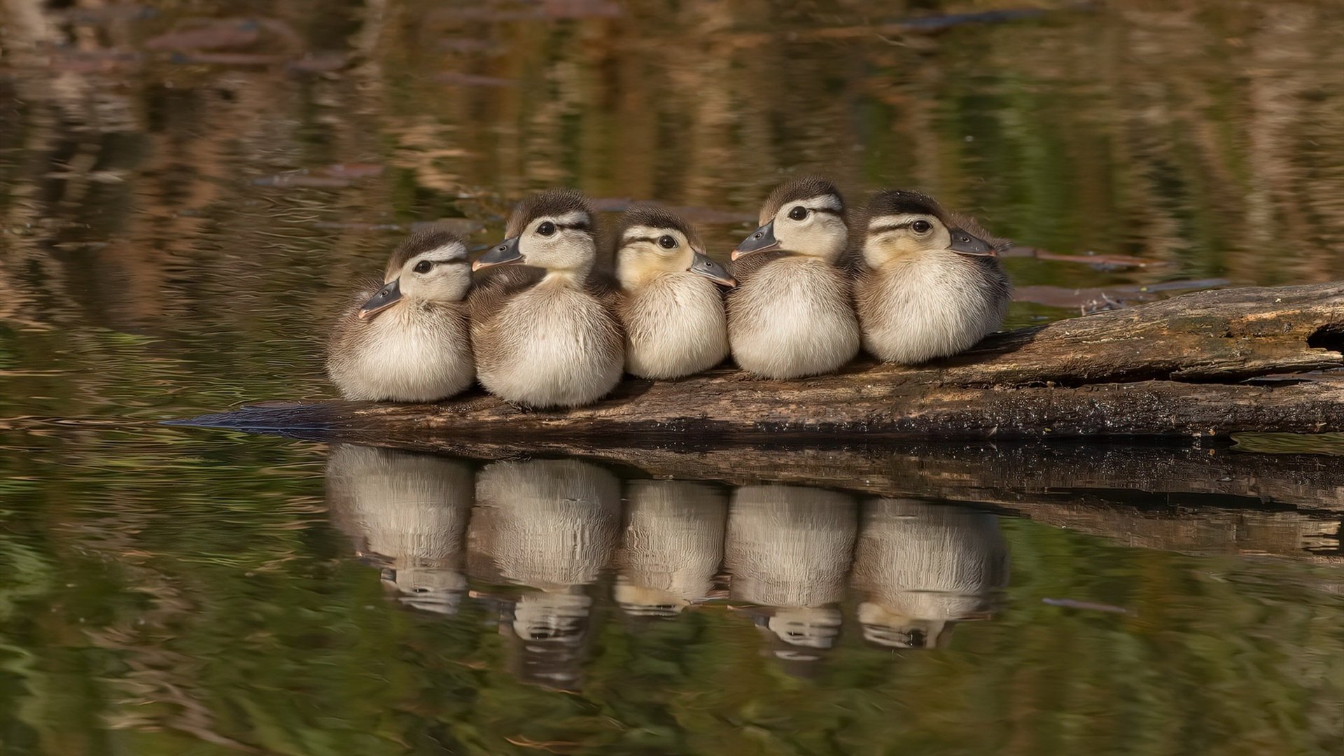 钢铁网覆盖绿茵场,伦纳德的美加墨世界杯防守启示录
