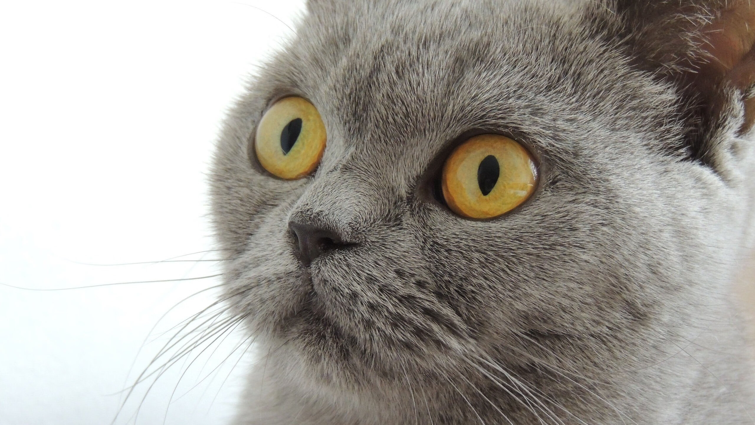 世俱杯奖金-NBA总决赛之夜，新狼王咆哮，爱德华兹用汗水刻下里程碑