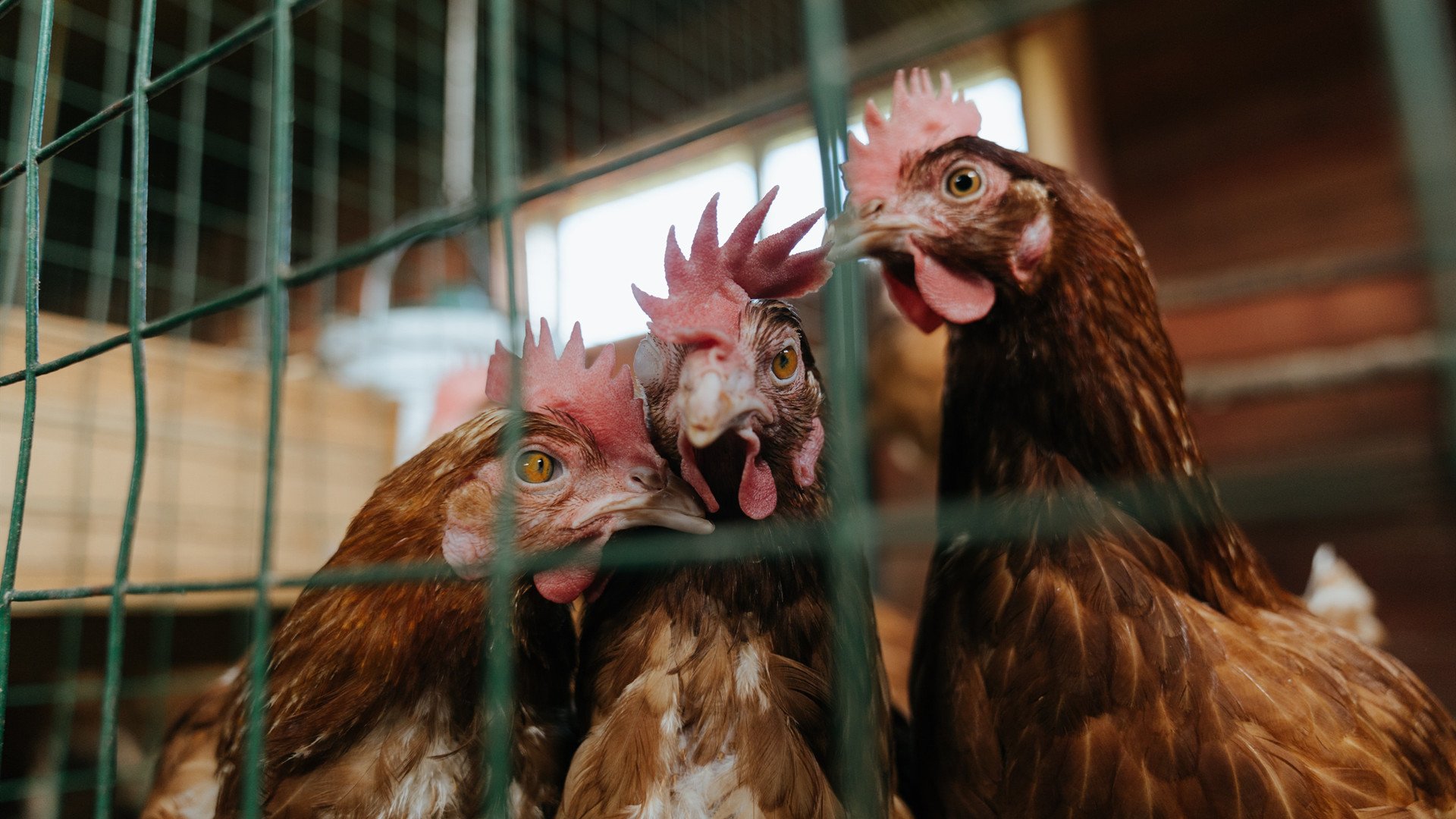 世俱杯2025-上海队18分速胜马刺引热议，切特德甲42分统治冠军战，同一个夜晚，两个世界