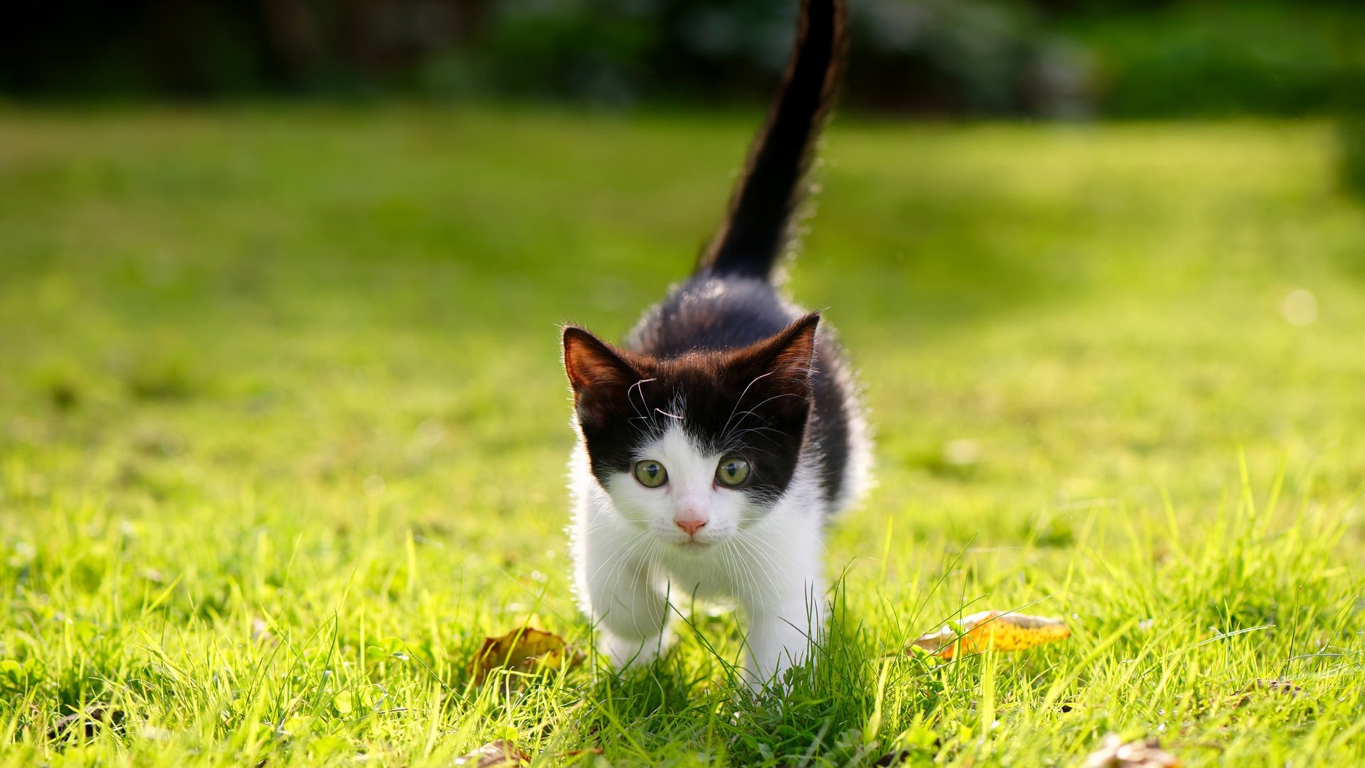 当绿衫军淹没密尔沃基，贝恩在西决生死战的冰冷狙击