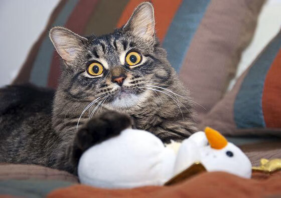 世俱杯参赛资格-绿衫军的破冰者，塔图姆一剑封喉终结麦加广场的喧哗