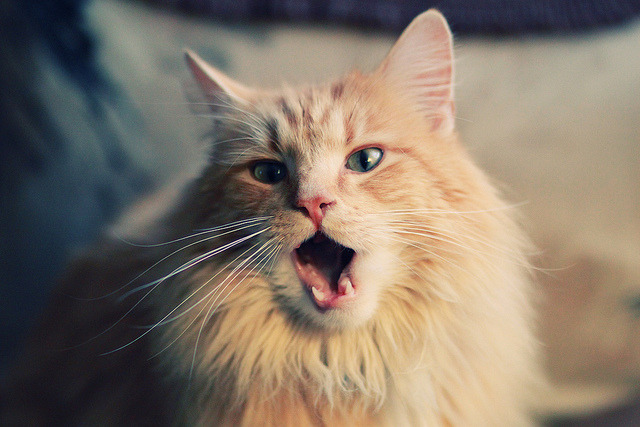 掌控节奏的特奥,皇马中场的艺术大师