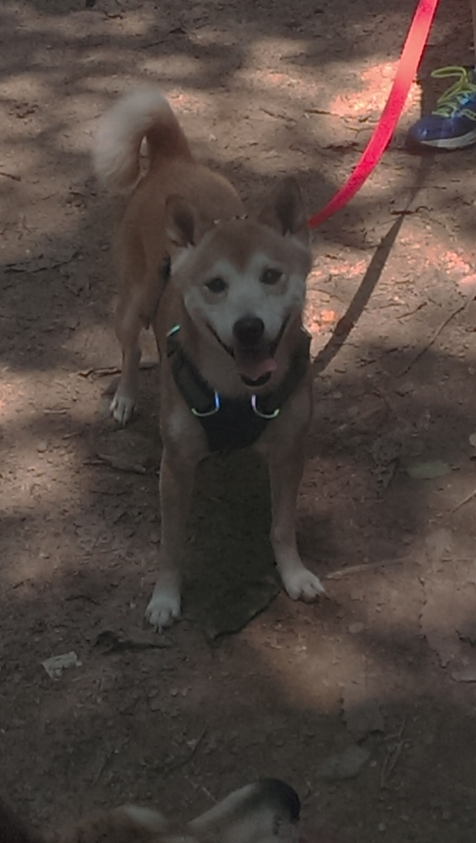 极速方程式与关键先生，当F1揭幕战遇上拉文的绝杀时刻