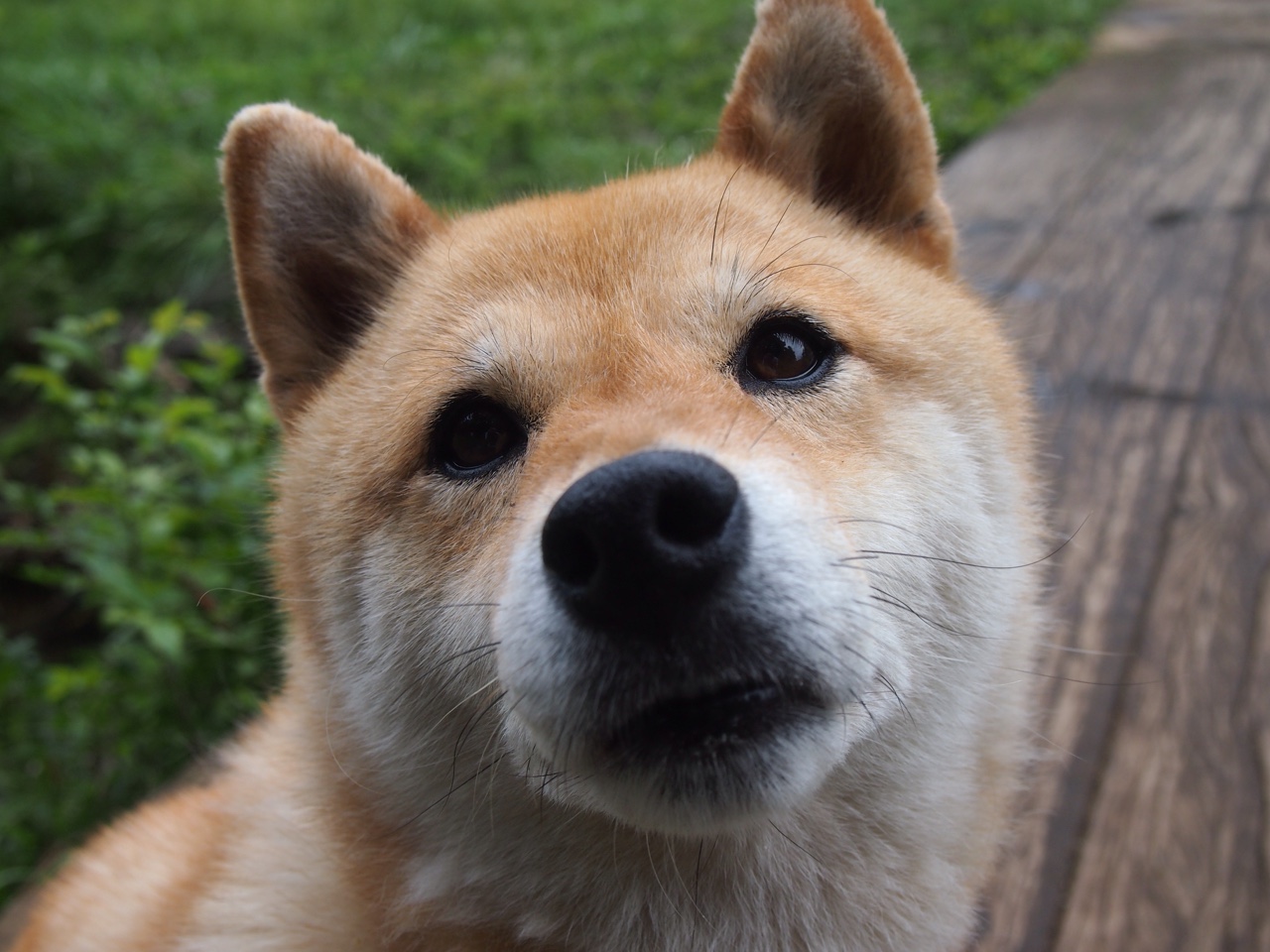 战场上的硬仗，心灵里的革命，从委内瑞拉到佩德里，压力如何锻造传奇