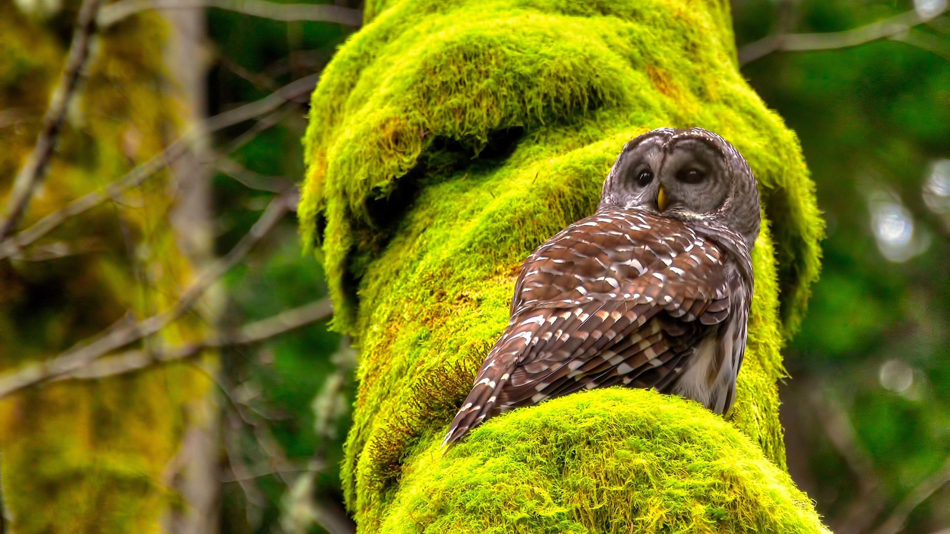 国王用碾压写下新序章，米切尔，我就是那柄手术刀