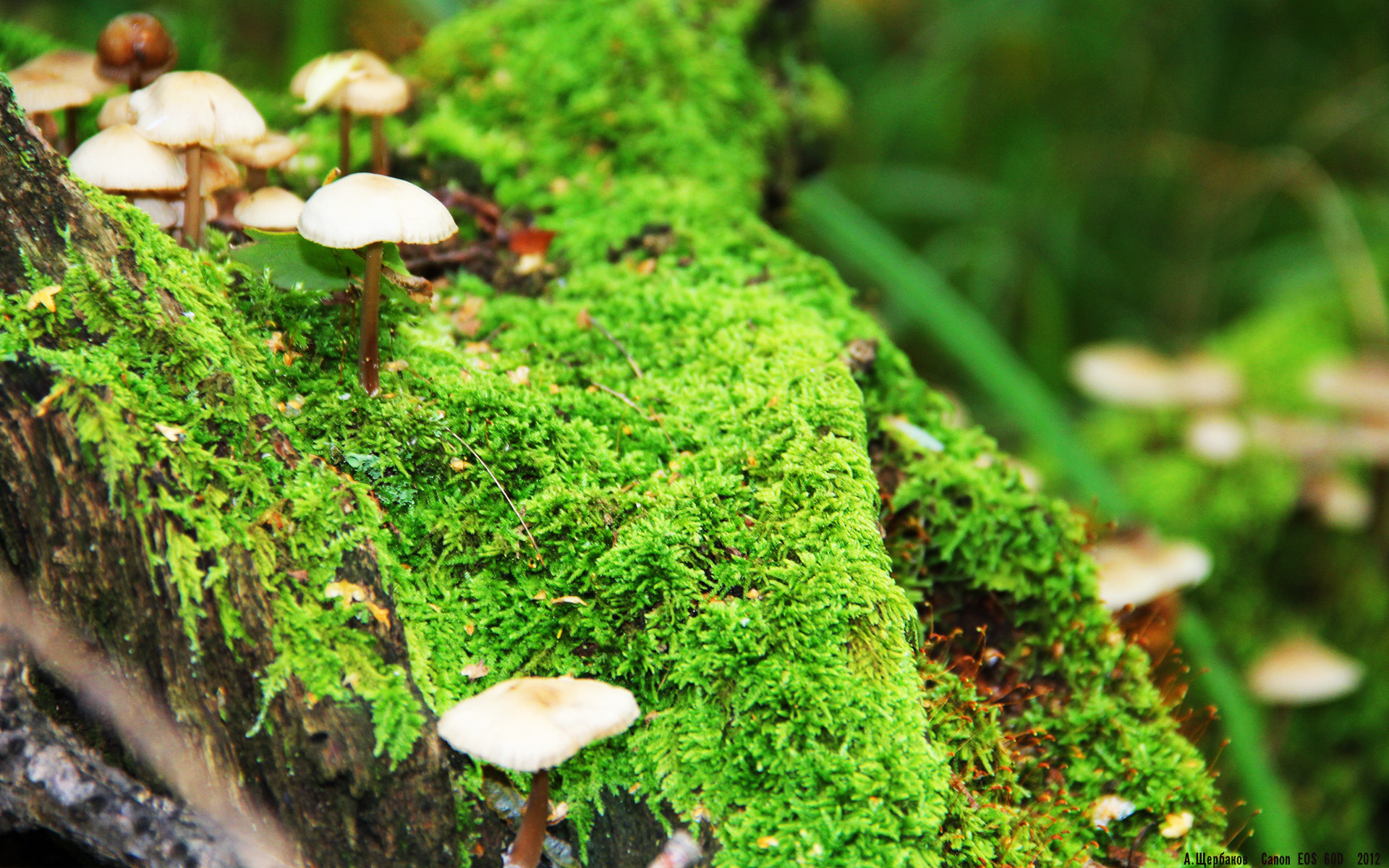 世俱杯直播-黄蜂对阵森林狼，约基奇用实力证明自己的MVP之路