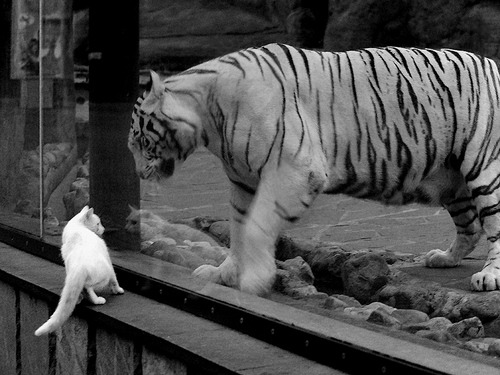 铁血鏖战!独行侠加时险胜篮网,米切尔49分主宰世界排名关键战