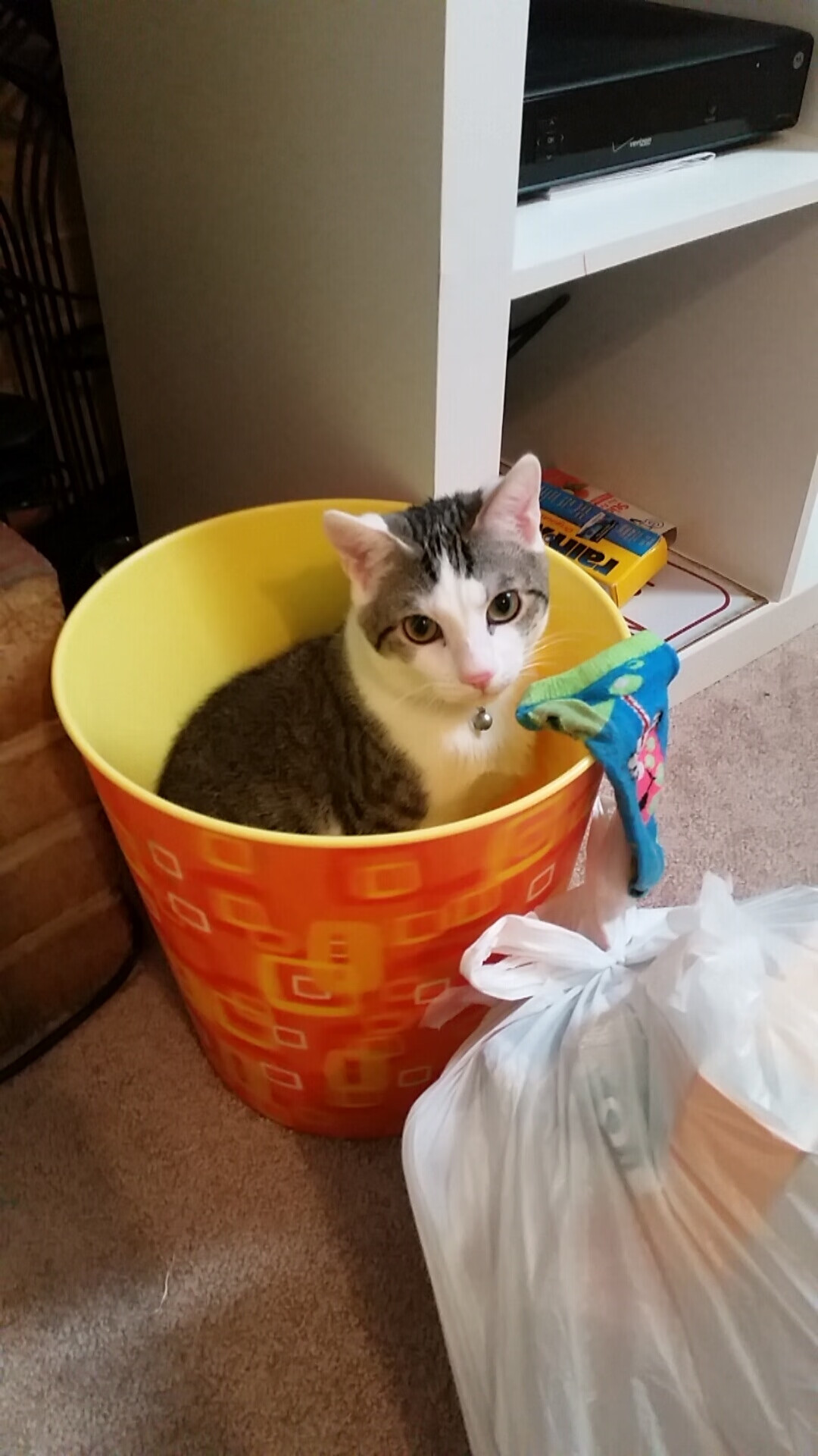 黑金逆袭！撕裂绿衫神话，当库兹马把不可能钉在北岸花园的地板上