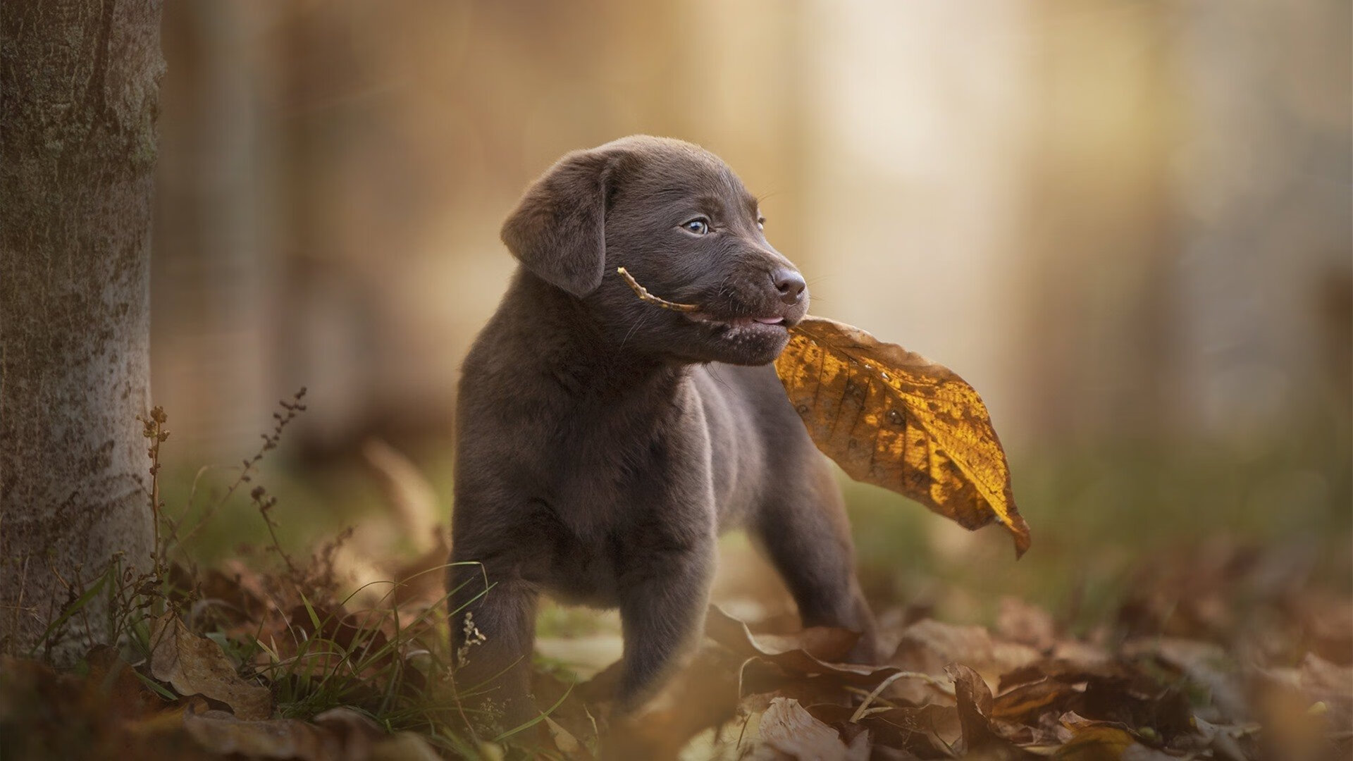 锡安闪耀京城夜,助北京队击退广厦迎关键胜利