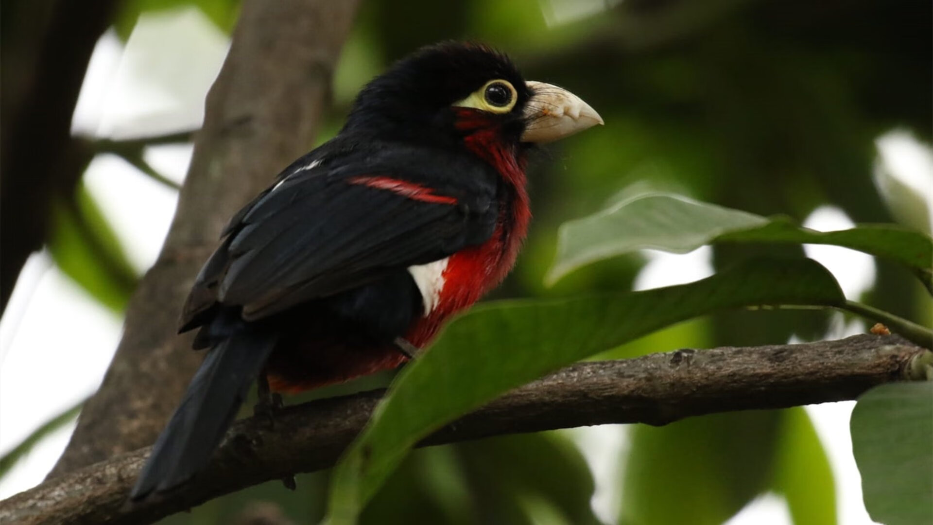 绿茵场上的救赎与逆袭，斯通斯重生，摩纳哥横扫马竞