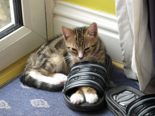 接管者，塔图姆末节风暴击碎掘金，宣告绿军新王时代