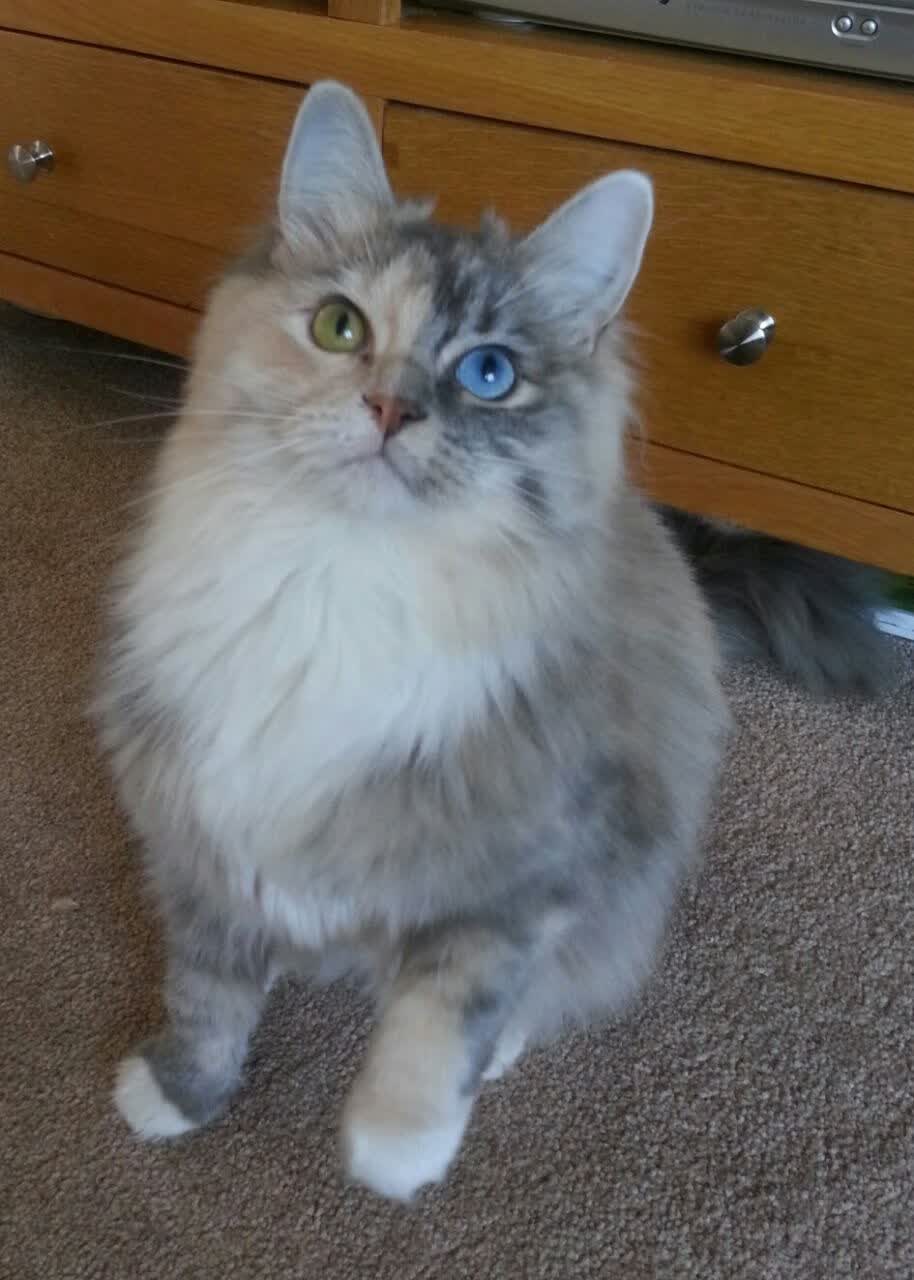 奥运周期关键战，步行者闪电速胜开拓者，关键胜利点燃奥运梦想